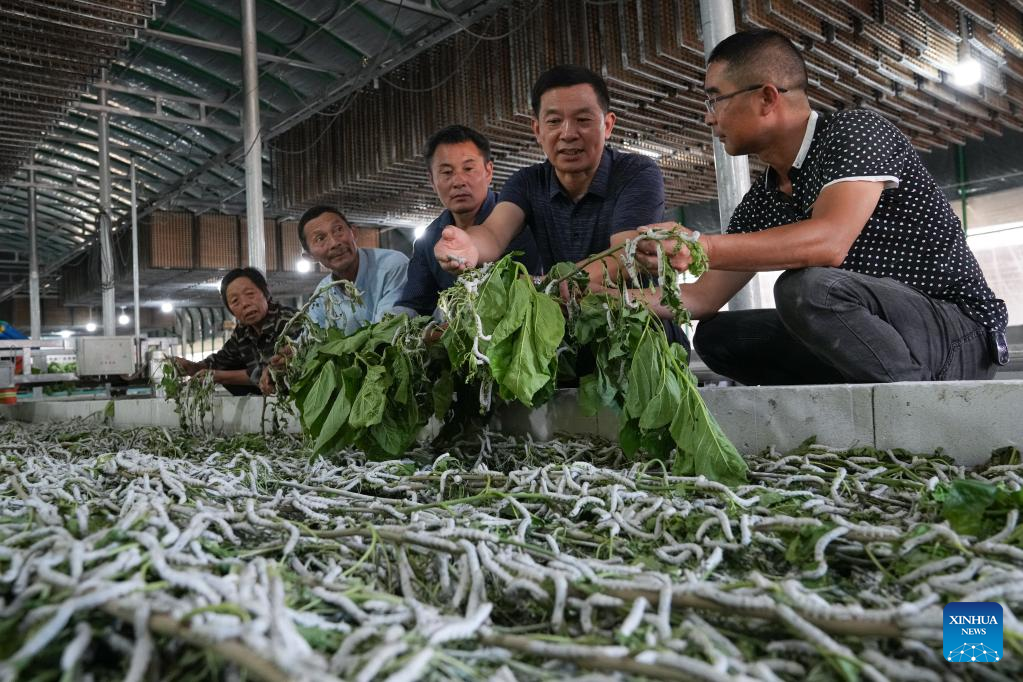 Researchers provide guidance for silkworm farmers in E China's Anhui