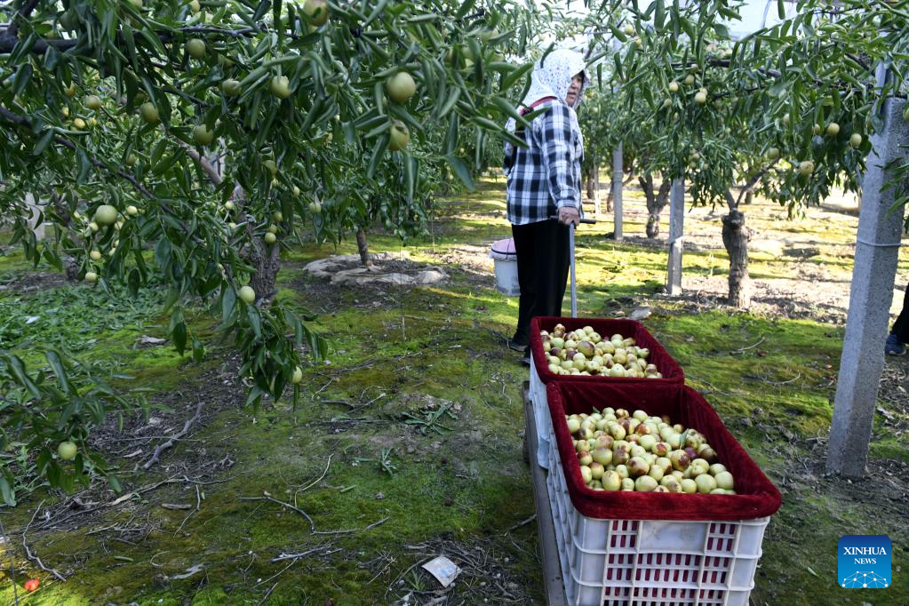 Jujube dates harvested in east China's Shandong
