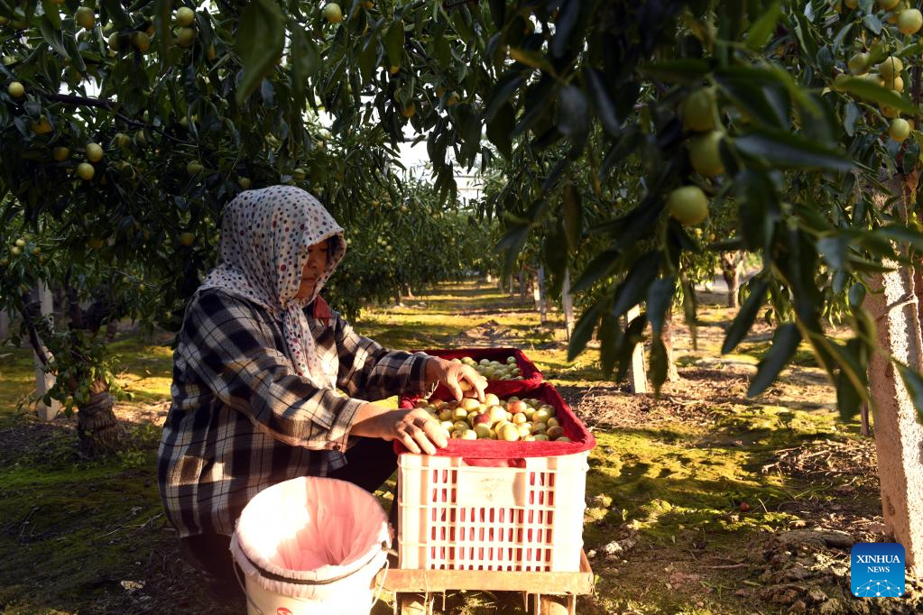 Jujube dates harvested in east China's Shandong