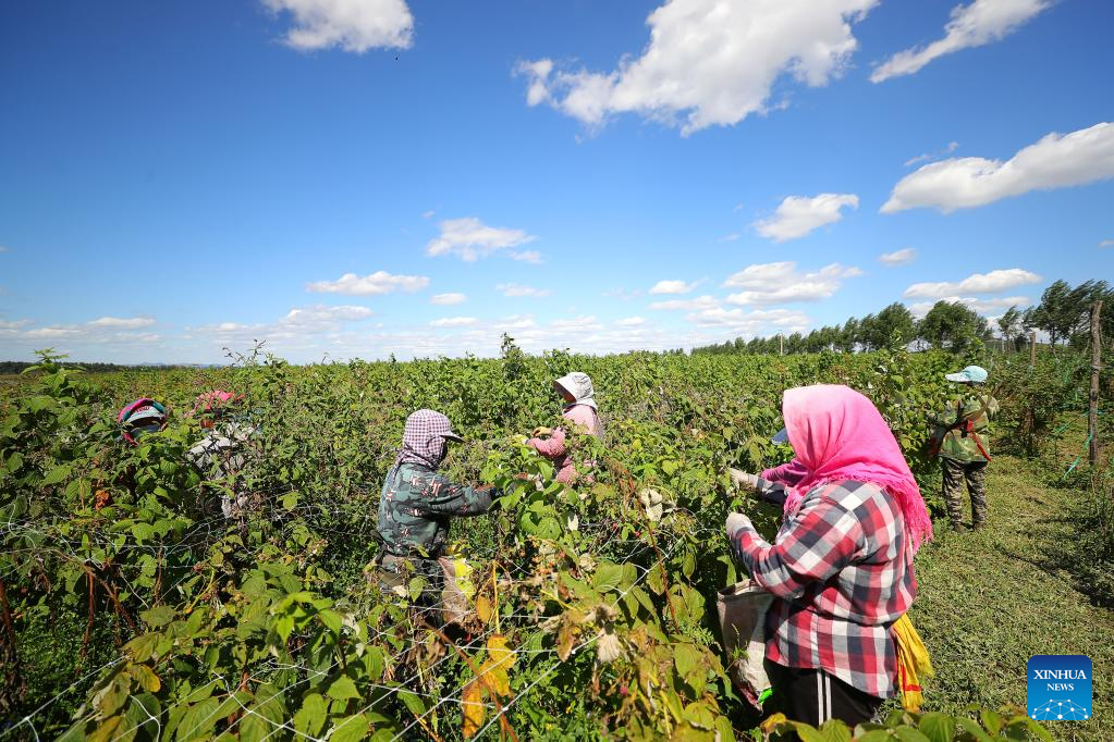 Farmers harvest raspberries in NE China's Liaoning
