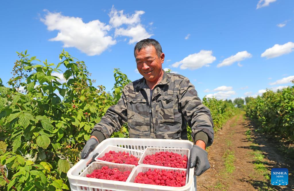 Farmers harvest raspberries in NE China's Liaoning