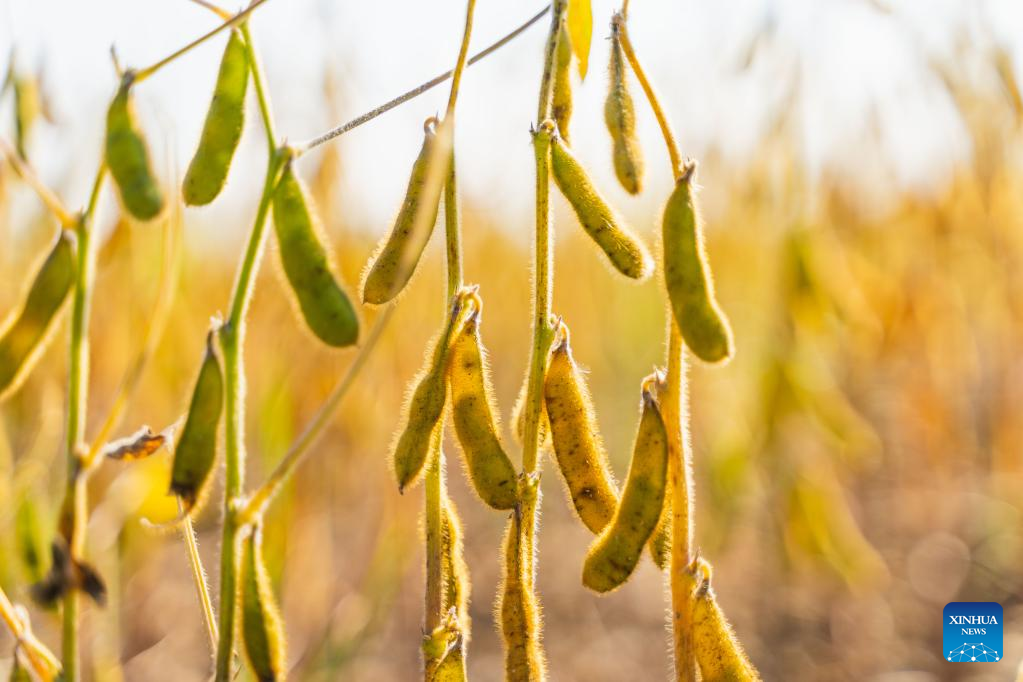 Soybeans expected to be harvested in Russia