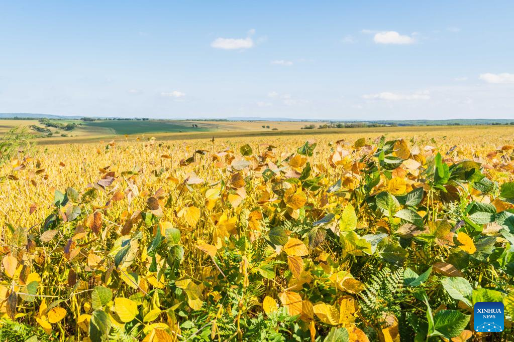 Soybeans expected to be harvested in Russia
