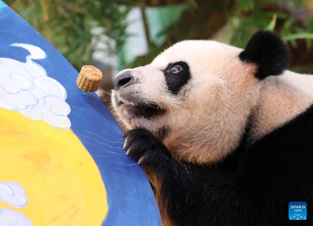 Giant panda triplets enjoy special 