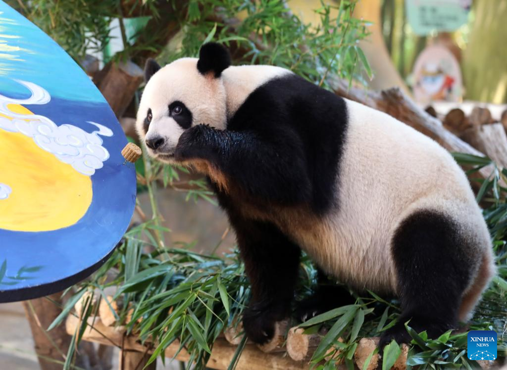 Giant panda triplets enjoy special 