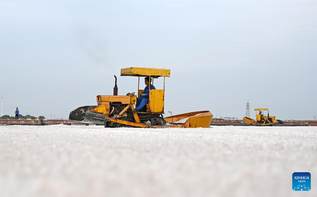 Salt field enters autumn harvest season in N China's Tianjin