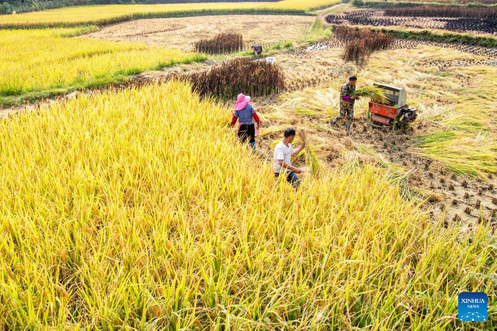Farmers harvest rice at paddy fields in SW China's Chongqing