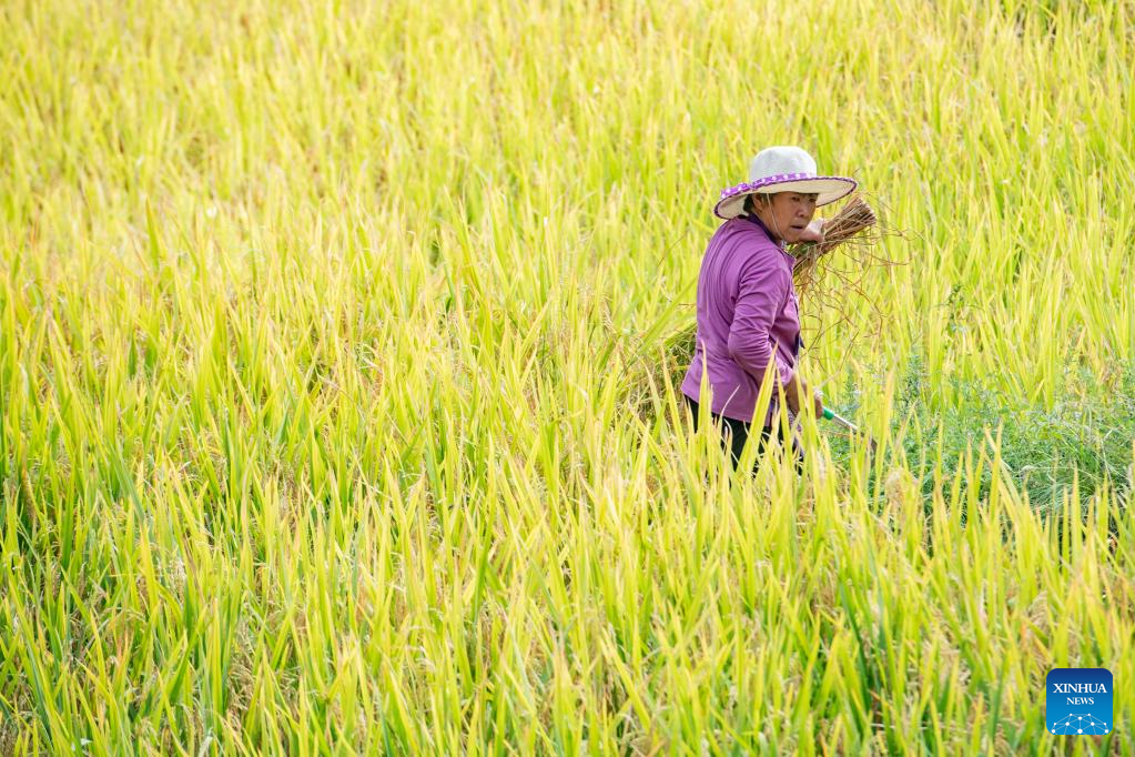 Farmers harvest rice at paddy fields in SW China's Chongqing