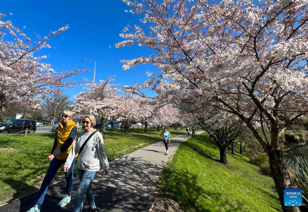 People enjoy cherry blossoms in Christchurch, New Zealand