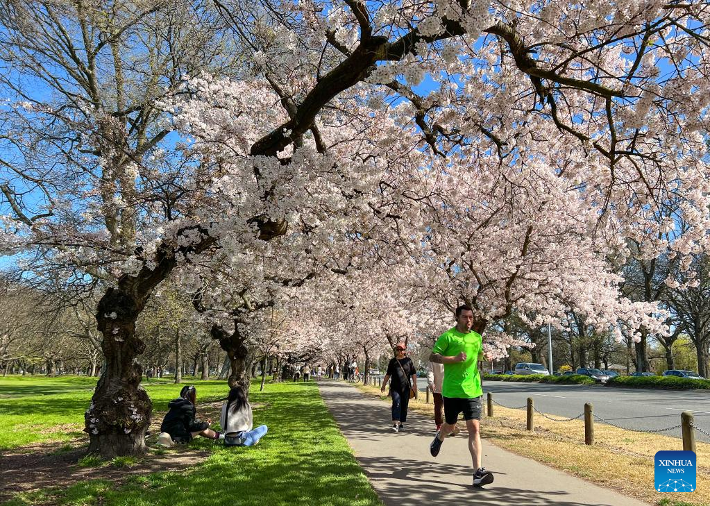 People enjoy cherry blossoms in Christchurch, New Zealand