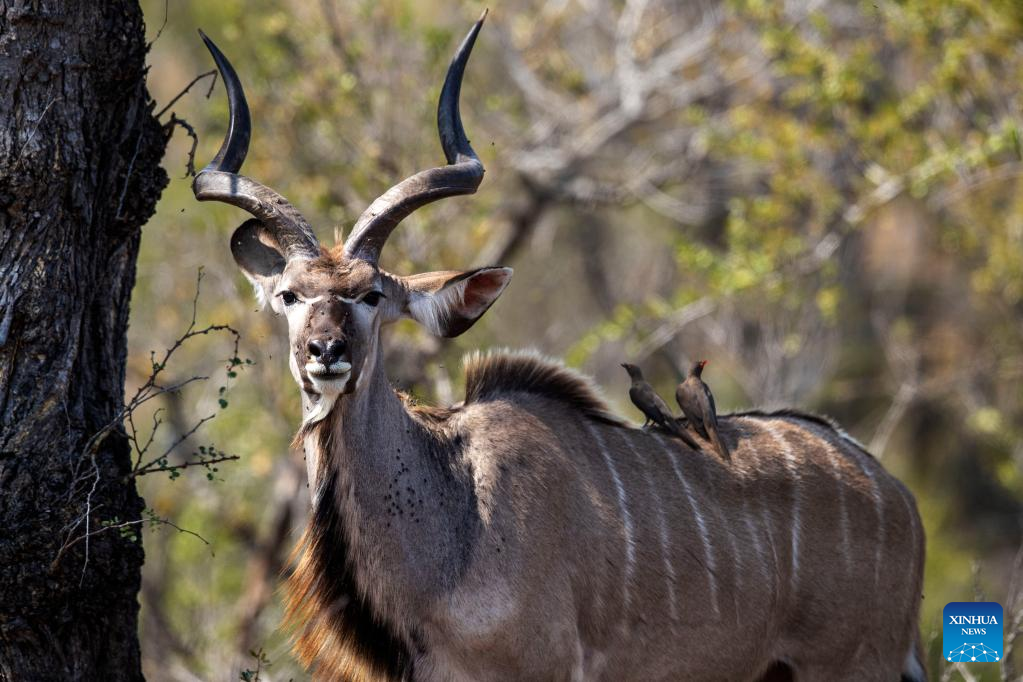 In pics: Kruger National Park in South Africa