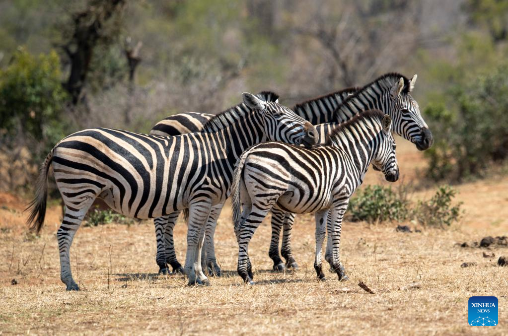 In pics: Kruger National Park in South Africa