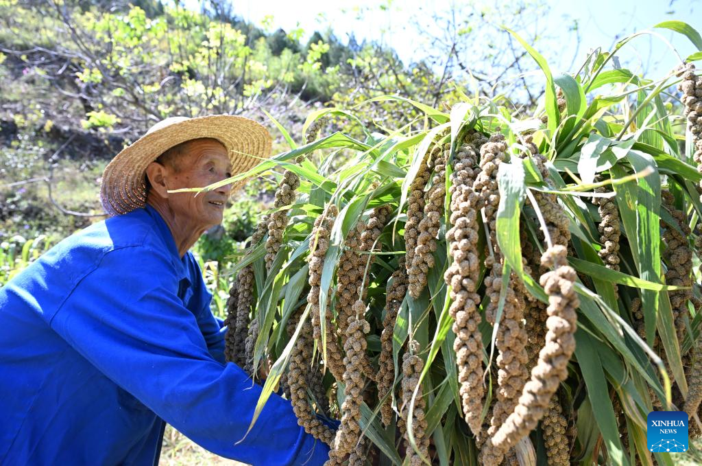 Villagers embrace millet harvest in north China
