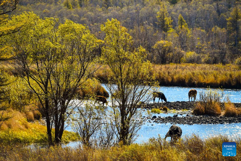 Scenery of Arxan National Forest Park in Inner Mongolia
