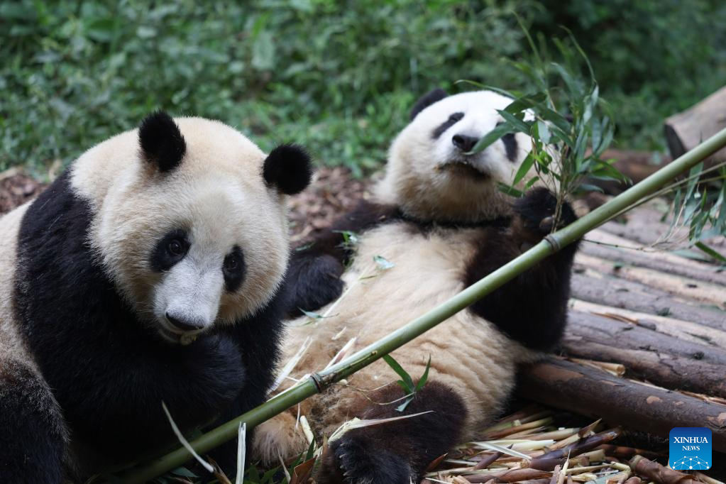 Chengdu Research Base of Giant Panda Breeding reopens to public