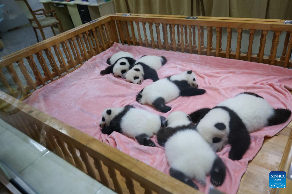 Chengdu Research Base of Giant Panda Breeding reopens to public