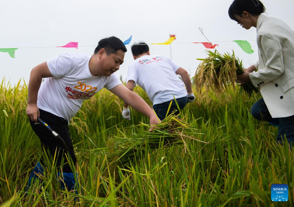 Paddy fun game organized to welcome upcoming Chinese farmers' harvest festival in Hunan