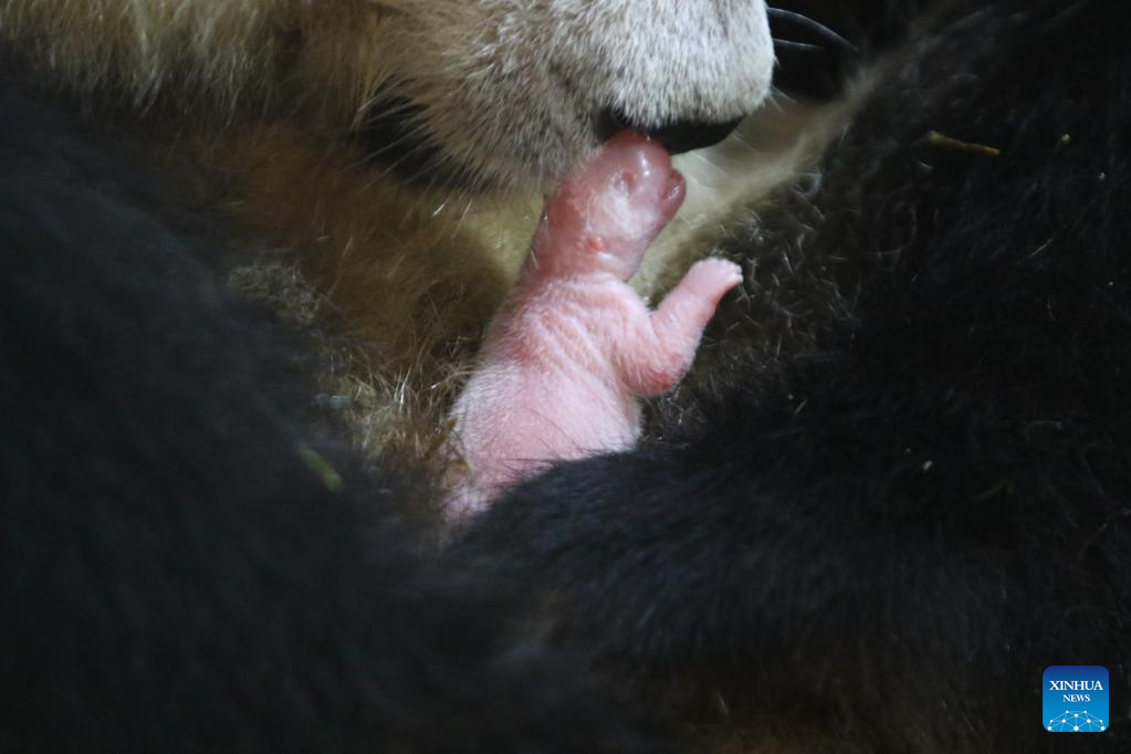 Artificially-bred giant panda cub born in China's Shaanxi
