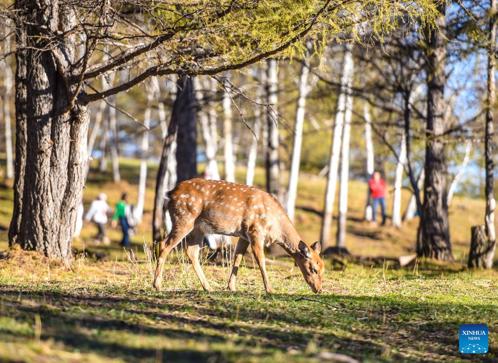 View of deer park in N China's Inner Mongolia