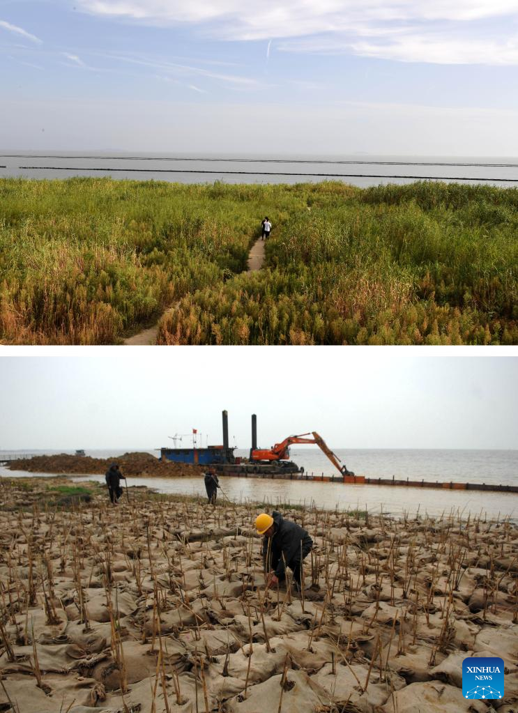 Hefei City strengthens protection of wetlands around Chaohu Lake in east China