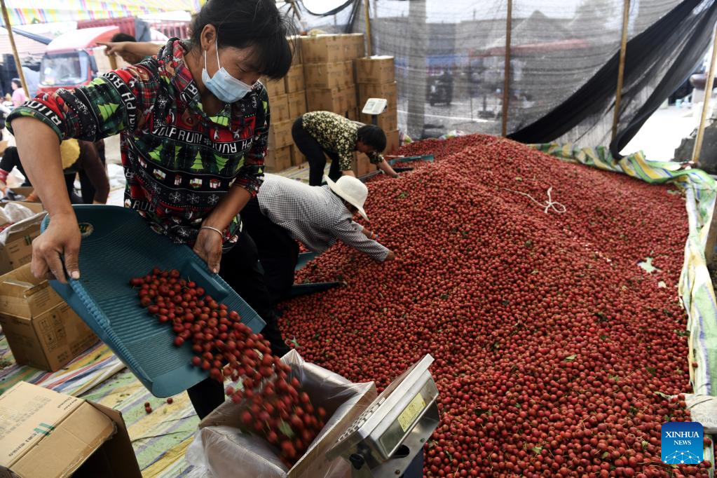 Hawthorn fruits enter mature season in Liudu, Shandong