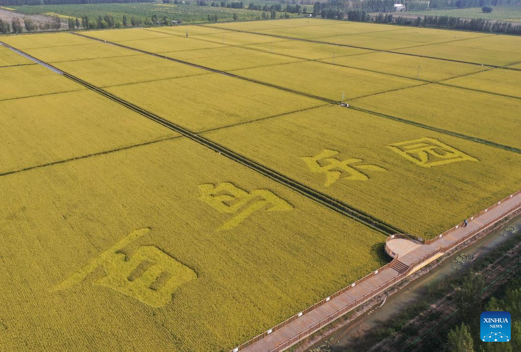 View of paddy fields at rice planting demonstration zone in north China