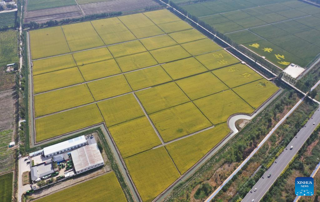 View of paddy fields at rice planting demonstration zone in north China