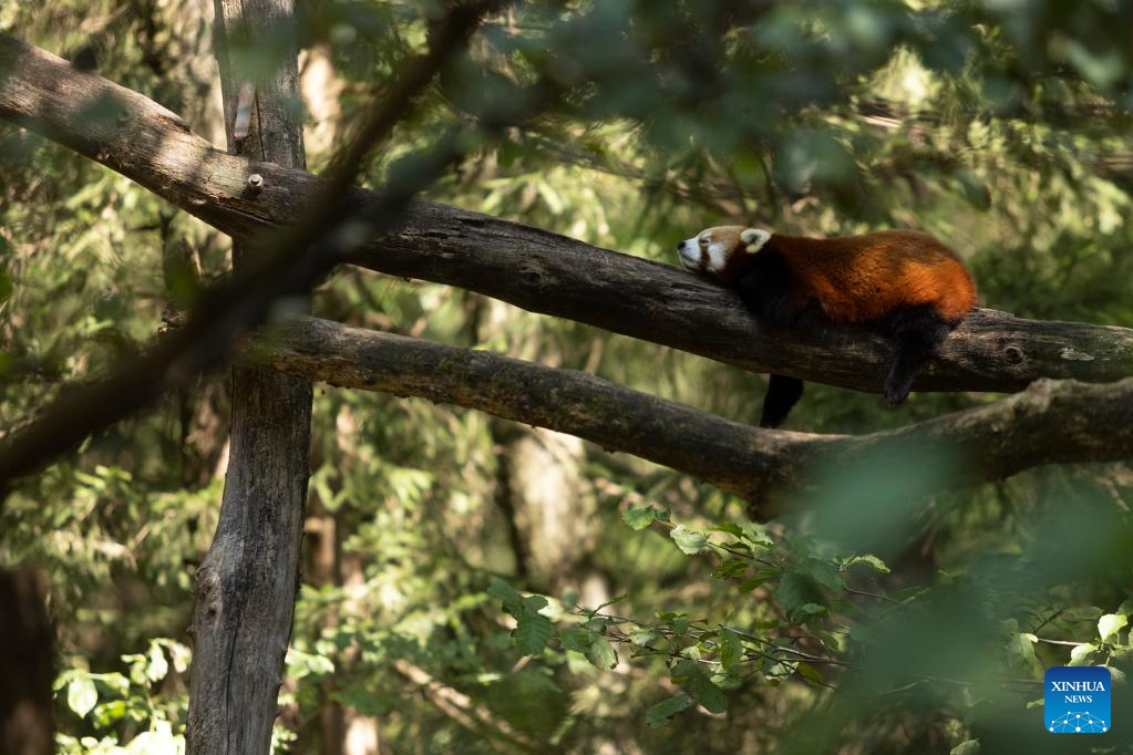 First baby red panda born at Ljubljana Zoo, Slovenia