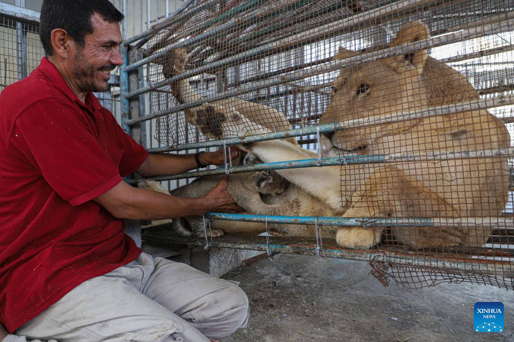 In pics: lion cubs at Namaa Zoo in northern Gaza Strip