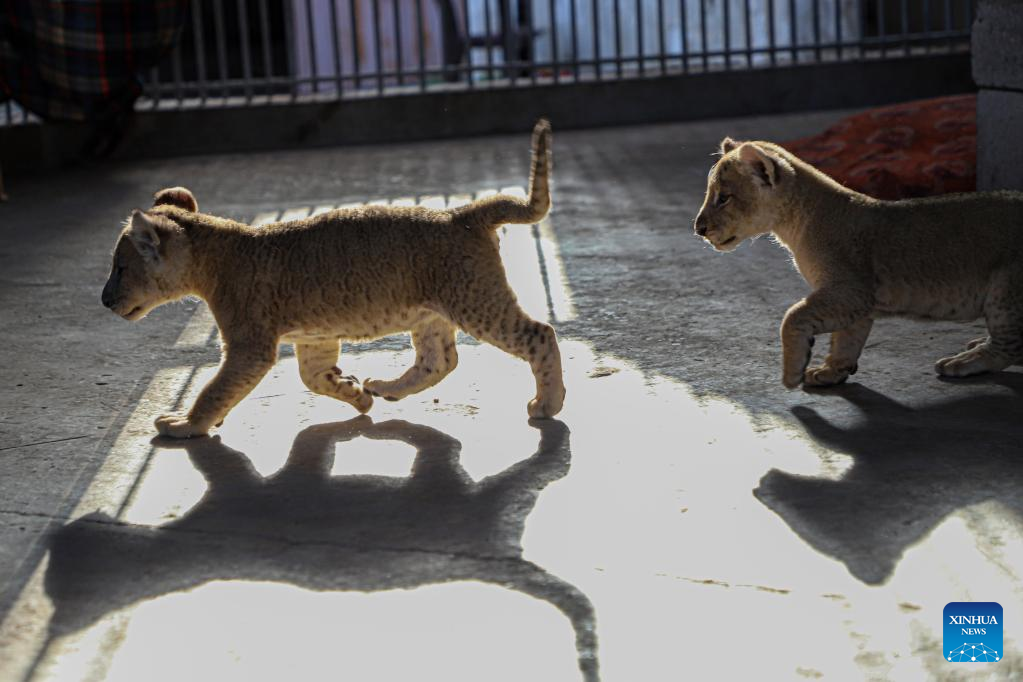 In pics: lion cubs at Namaa Zoo in northern Gaza Strip