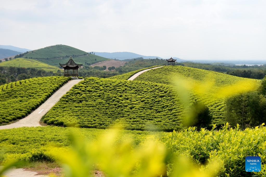 Scenery of tea garden in Langxi County, E China's Anhui