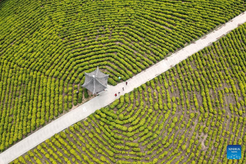 Scenery of tea garden in Langxi County, E China's Anhui