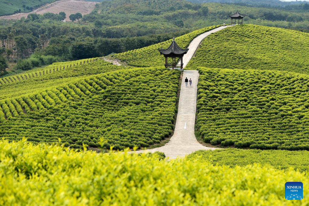 Scenery of tea garden in Langxi County, E China's Anhui