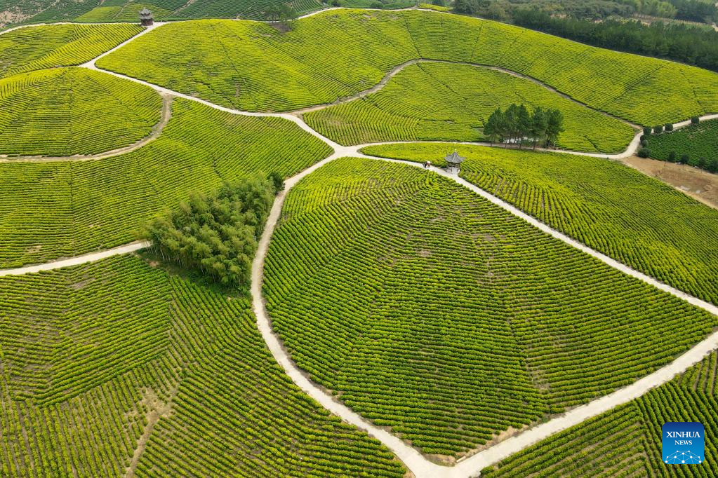 Scenery of tea garden in Langxi County, E China's Anhui