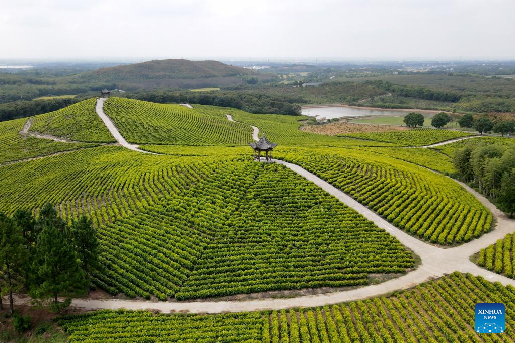 Scenery of tea garden in Langxi County, E China's Anhui