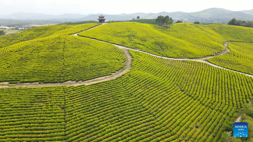 Scenery of tea garden in Langxi County, E China's Anhui