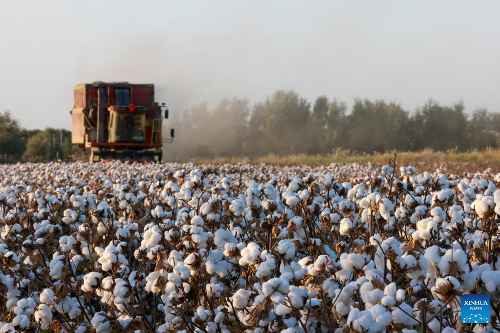 Cotton harvest season starts in Xinjiang