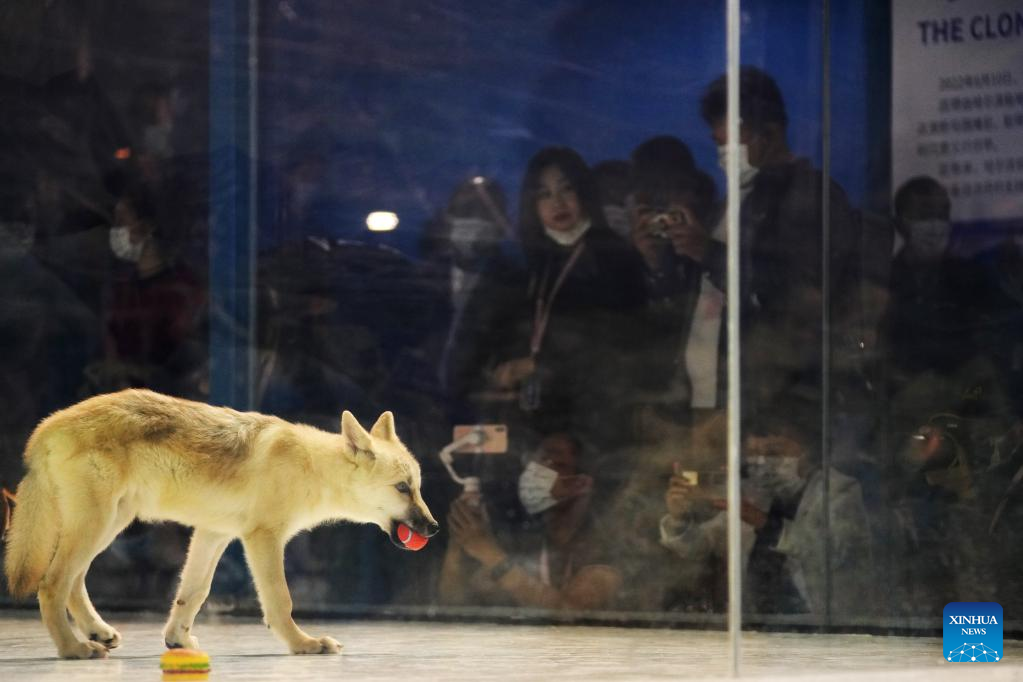 Cloned arctic wolf makes debut in NE China's Heilongjiang