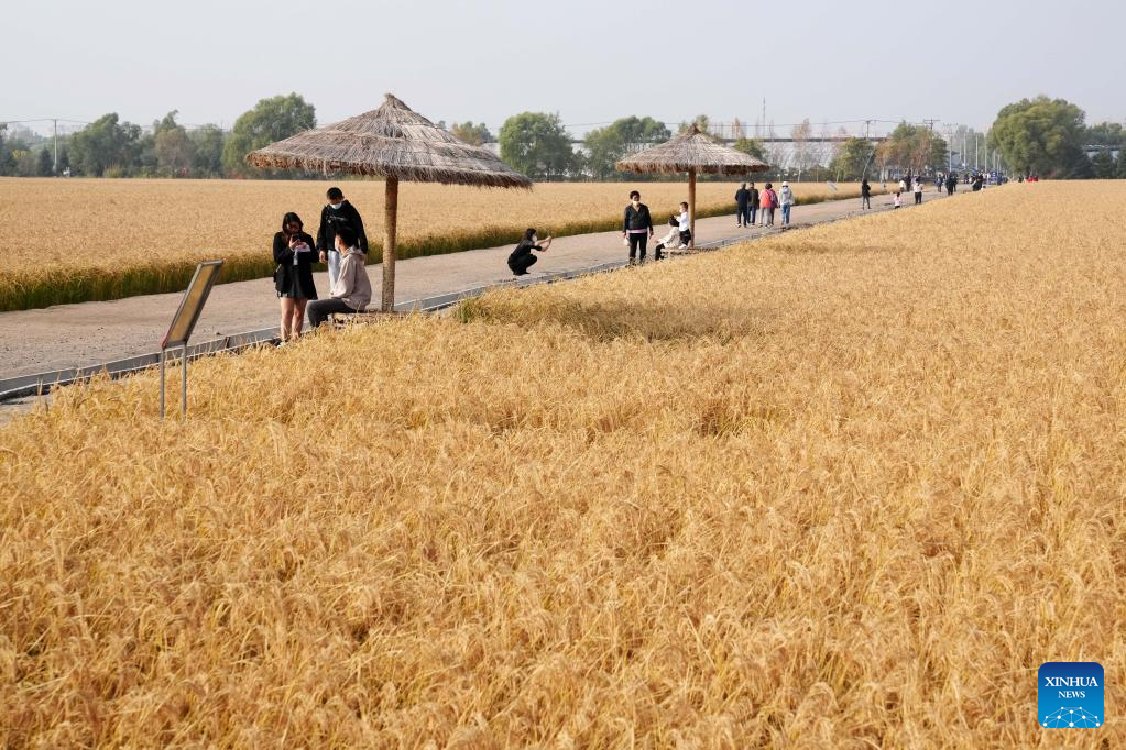 In pics: Autumn harvest across China