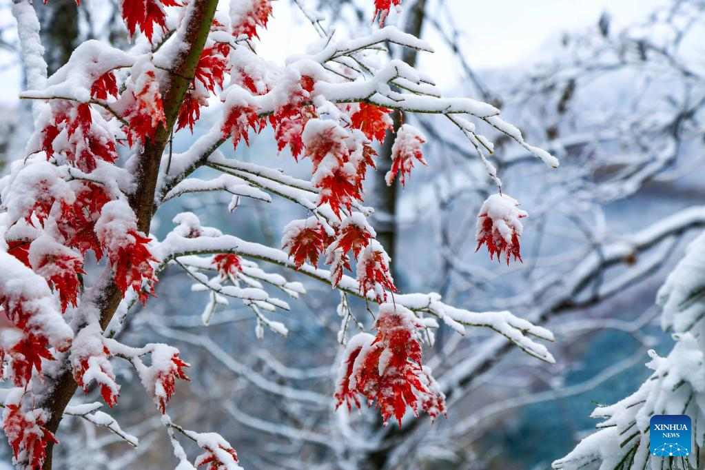 Snow scenery of Tianqiaogou forest park in NE China's Liaoning