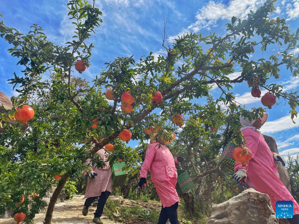 Villagers busy harvesting and trading pomegranates in E China's Shandong