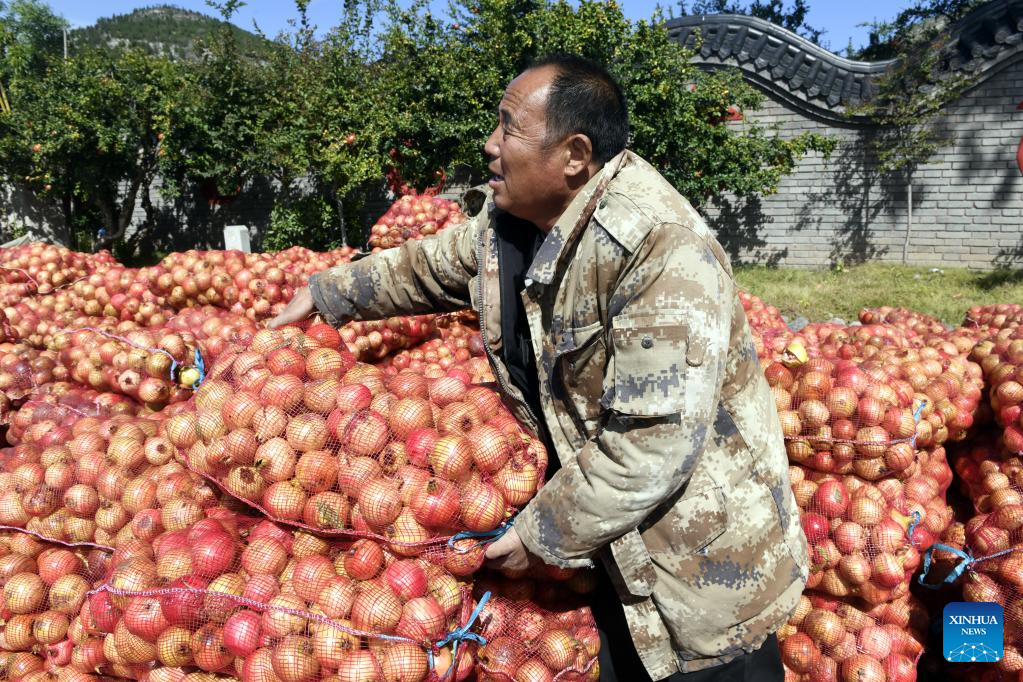 Villagers busy harvesting and trading pomegranates in E China's Shandong