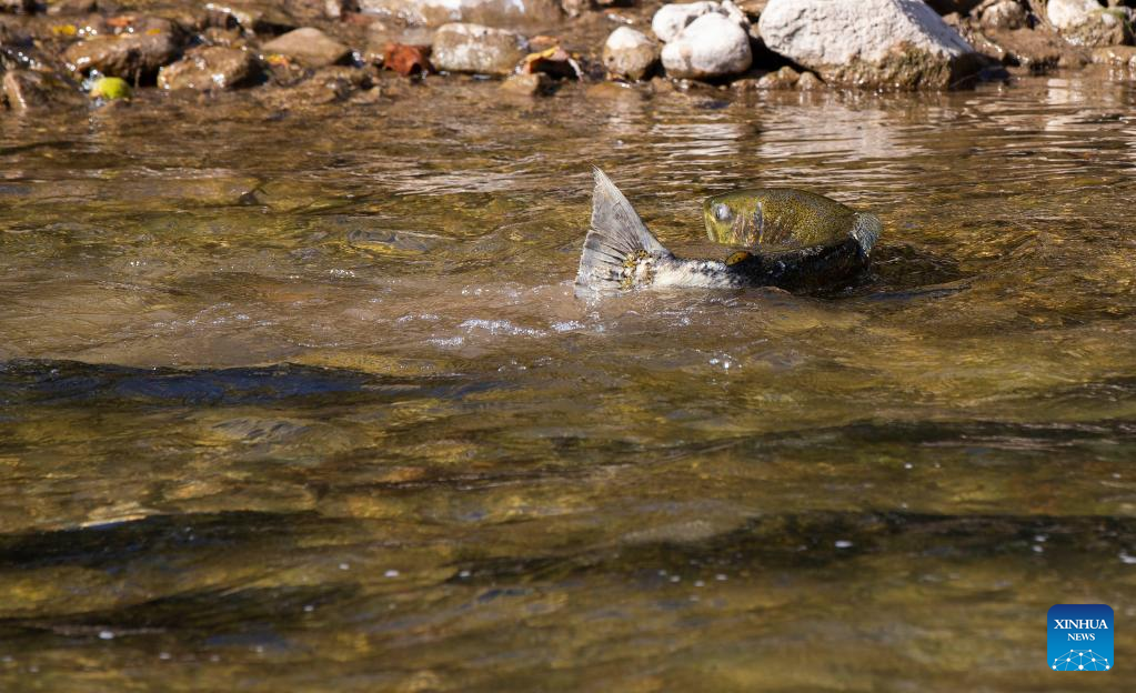 In pics: migration of trouts to spawning grounds in Canada