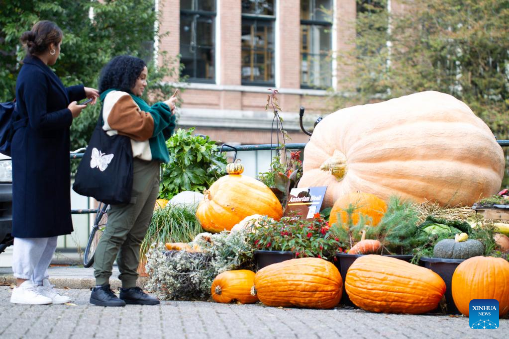 People visit pumpkin garden in central Amsterdam, Netherlands