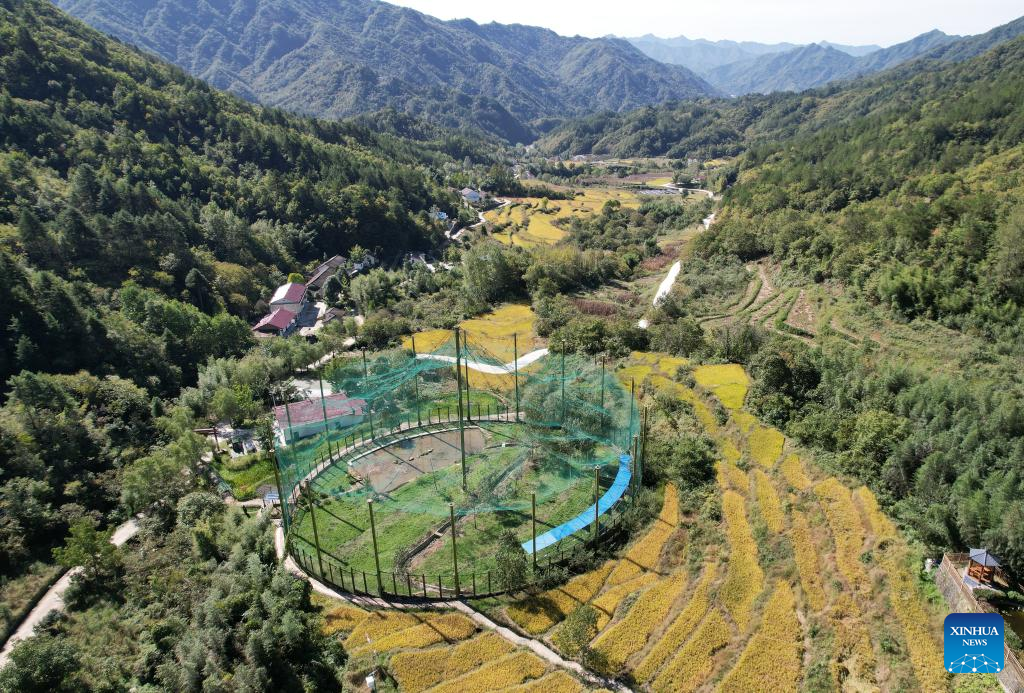 Ningshan County in NW China makes efforts in ecological protection and green development