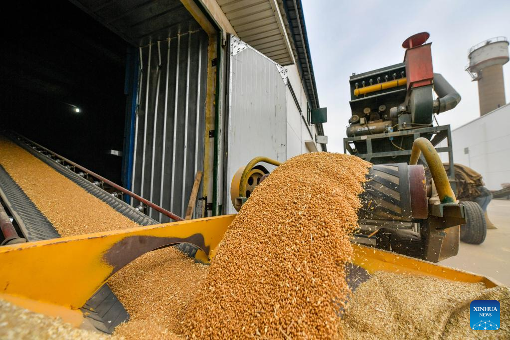 Temperature monitoring implemented to reduce loss of grain in N China's Tianjin