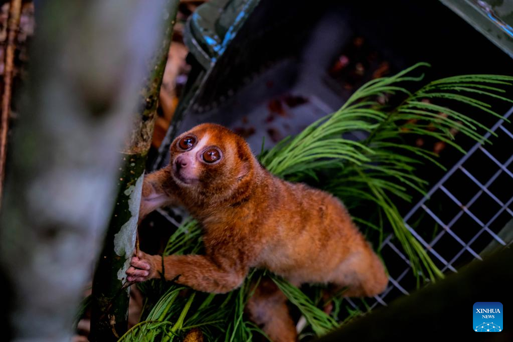 Endangered animals released in Bangka, Indonesia