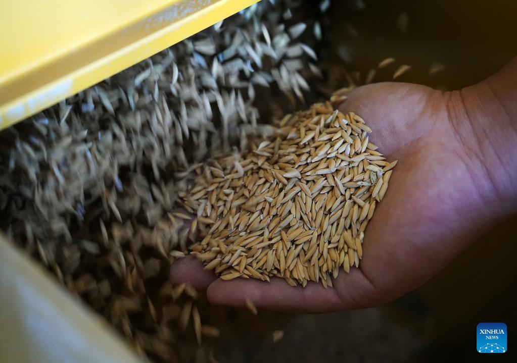 In pics: rice production process in east China's Jiangxi