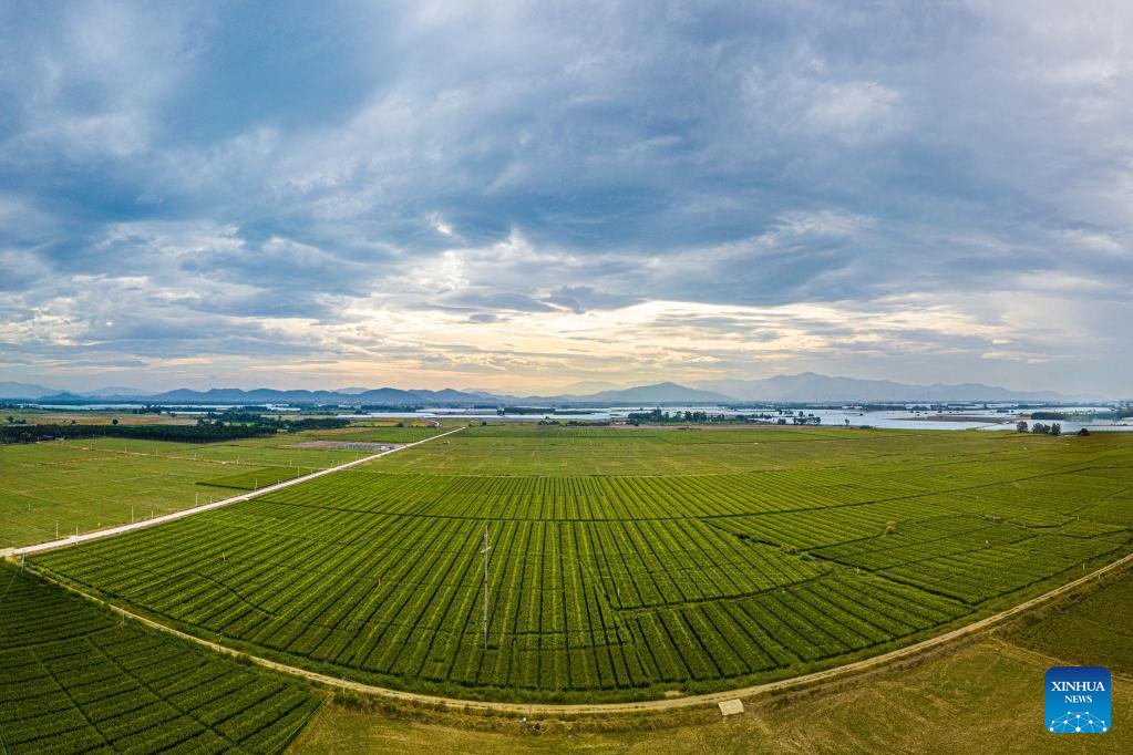 Dongfang City in S China an ideal place to develop seed industry