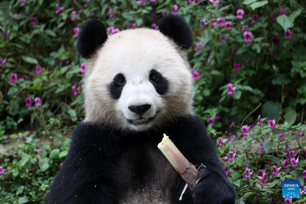 Two giant pandas leave China's breeding base for Qatar